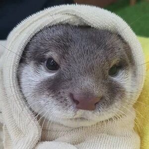 Meet your Posher, Alexandra